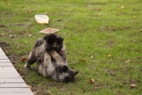 /album/fotogalerie-aglaia-alias-veena1/nemecky-vlci-spic-aglaia-458-jpg/